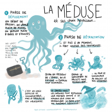 Meduse