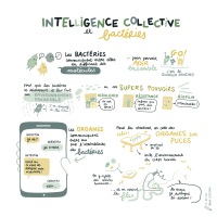CIIL_Intelligence-collective-et-bacteries_Credits-AL